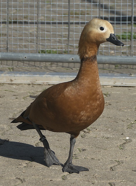 见证杜兰特